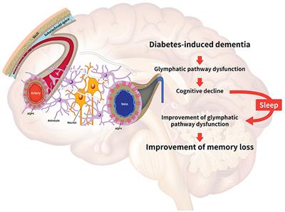 Frontiers | The Glymphatic System in Diabetes-Induced